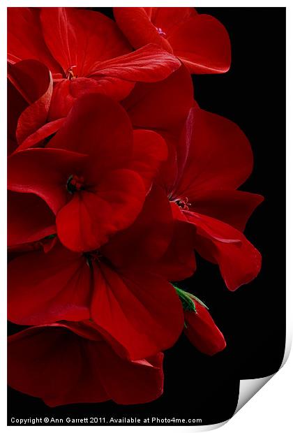 Red Geranium Print by Ann Garrett