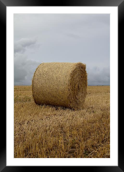 fields of gold. Framed Mounted Print by Northeast Images