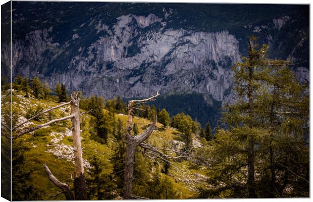Typical panoramic view in the Austrian Alps with mountains and fir trees - Mount Loser Altaussee Canvas Print by Erik Lattwein