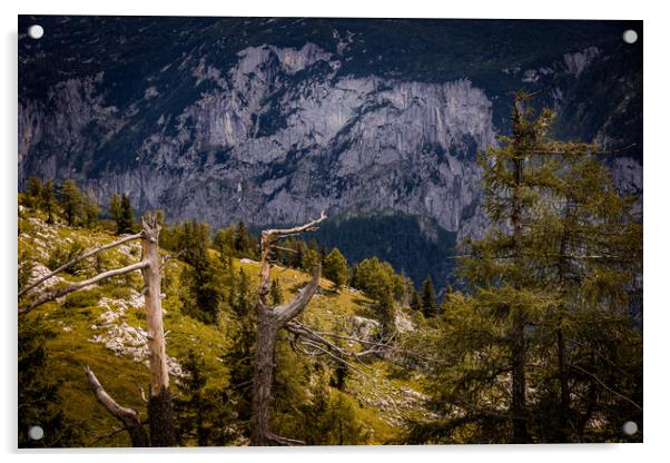 Typical panoramic view in the Austrian Alps with mountains and fir trees - Mount Loser Altaussee Acrylic by Erik Lattwein