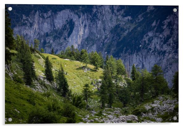 Fir trees on the mountains of the Austrian Alps Acrylic by Erik Lattwein