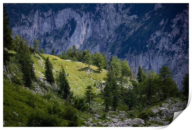 Fir trees on the mountains of the Austrian Alps Print by Erik Lattwein