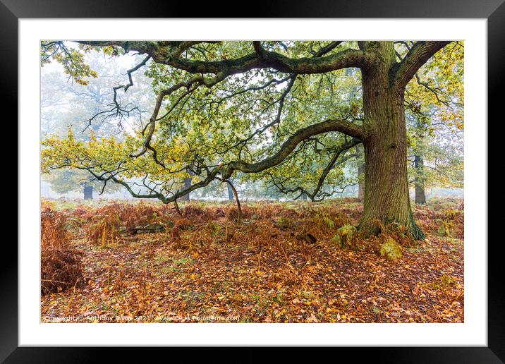 Tree in Autumn Fog.  Framed Mounted Print by Anthony Dillon