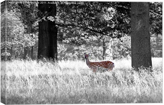 Fallow deer Canvas Print by Doug McRae