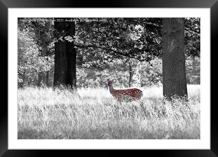 Fallow deer Framed Mounted Print by Doug McRae