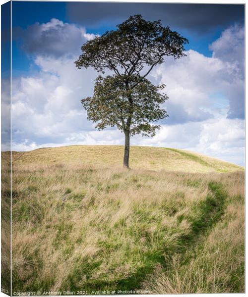 Lonesome Tree.  Canvas Print by Anthony Dillon