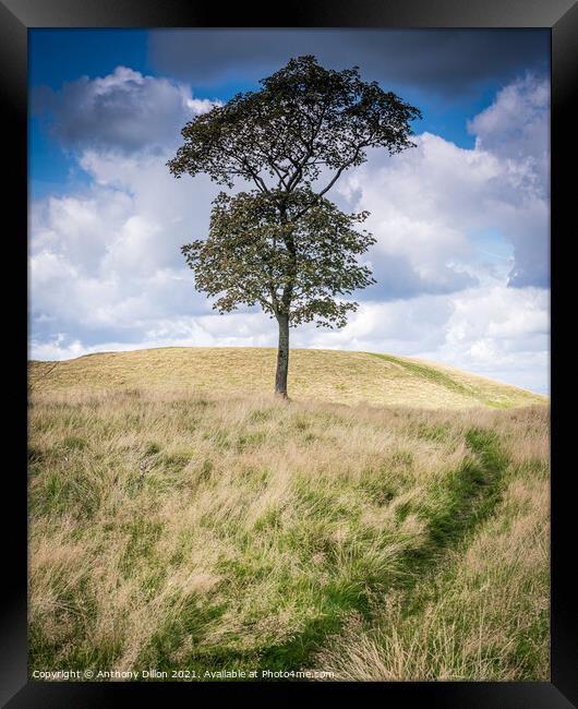 Lonesome Tree.  Framed Print by Anthony Dillon