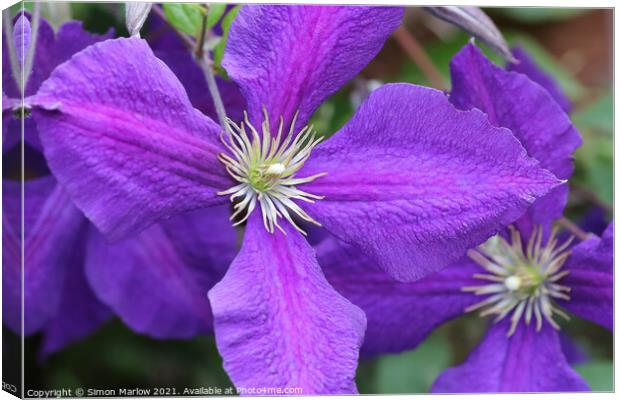 Purple Summer Clematis Flower Canvas Print by Simon Marlow