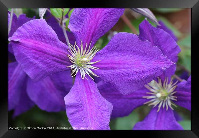 Purple Summer Clematis Flower Framed Print by Simon Marlow