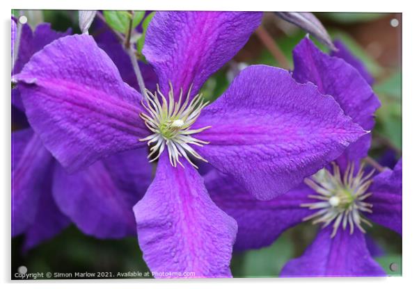 Purple Summer Clematis Flower Acrylic by Simon Marlow