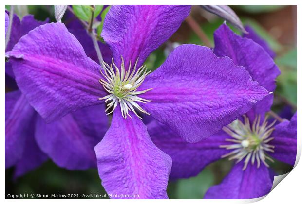 Purple Summer Clematis Flower Print by Simon Marlow