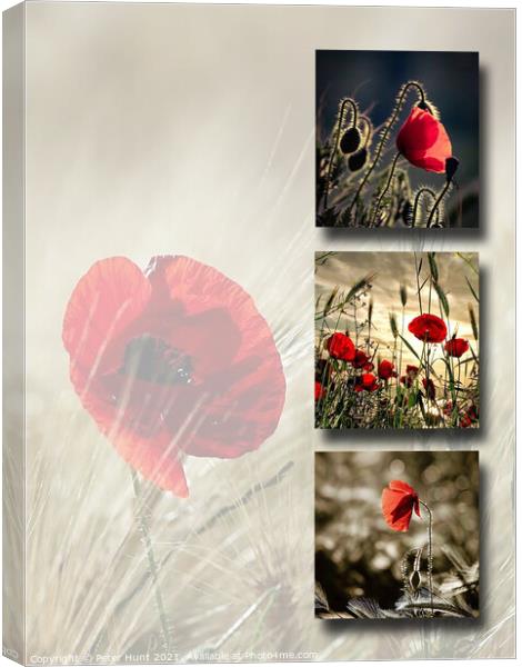 Poppies Canvas Print by Peter Hunt