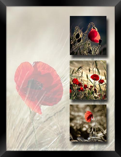 Poppies Framed Print by Peter Hunt