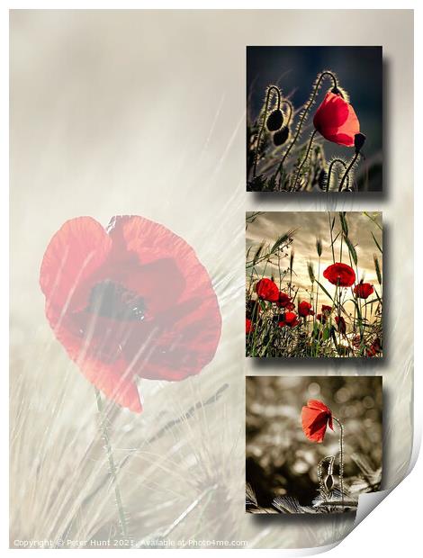 Poppies Print by Peter Hunt