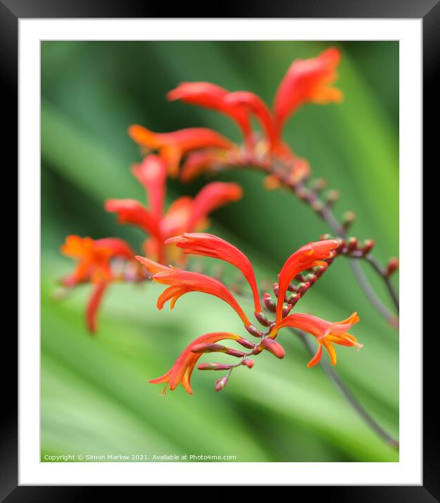 Vibrant Montbretia Blossoms Framed Mounted Print by Simon Marlow