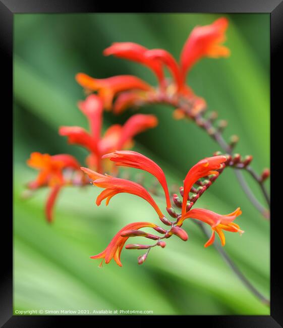 Vibrant Montbretia Blossoms Framed Print by Simon Marlow