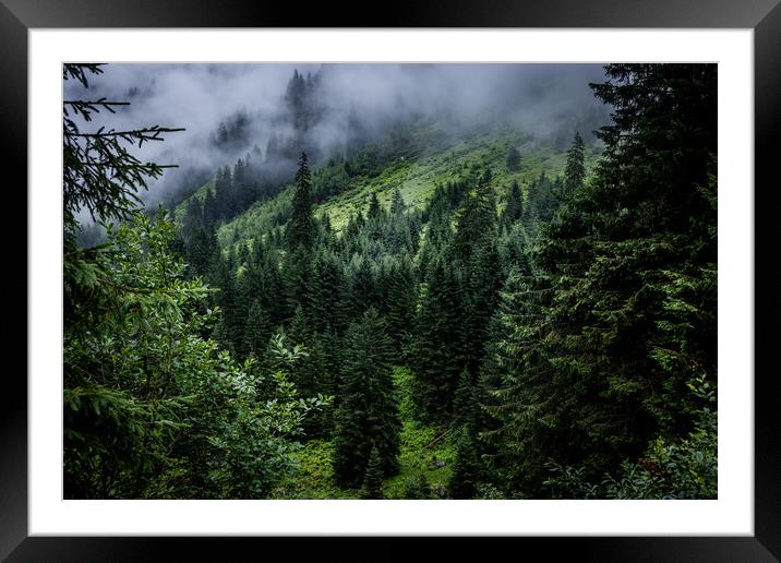 Mist in the fir tree forest of the Austrian Alps - great mountain view Framed Mounted Print by Erik Lattwein