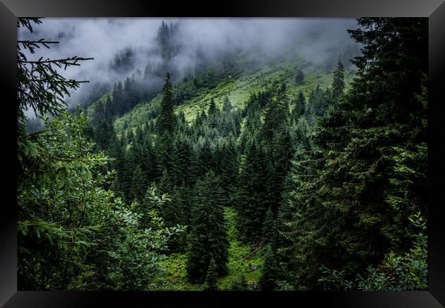 Mist in the fir tree forest of the Austrian Alps - great mountain view Framed Print by Erik Lattwein