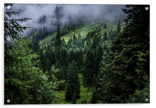 Mist in the fir tree forest of the Austrian Alps - great mountain view Acrylic by Erik Lattwein