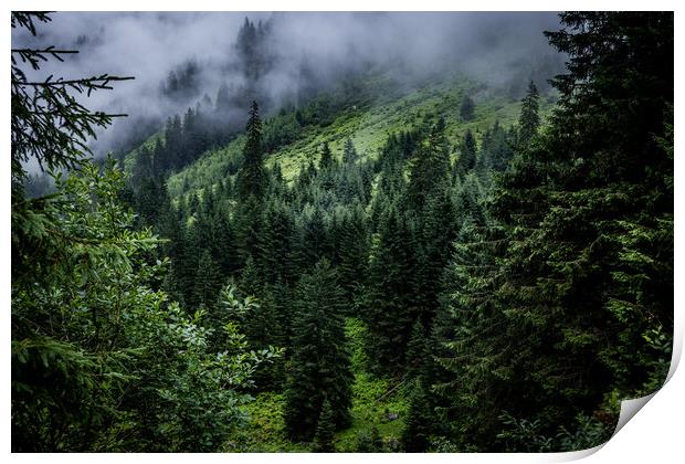 Mist in the fir tree forest of the Austrian Alps - great mountain view Print by Erik Lattwein