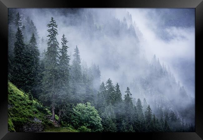 Deep clouds over the fir trees in the Austrian Alps - Vorarlberg region Framed Print by Erik Lattwein