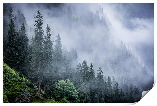 Deep clouds over the fir trees in the Austrian Alps - Vorarlberg region Print by Erik Lattwein