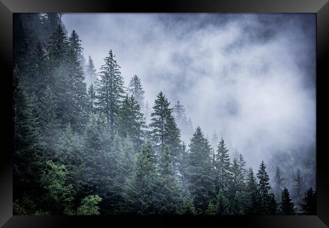 Mist in the fir tree forest of the Austrian Alps - great mountain view Framed Print by Erik Lattwein