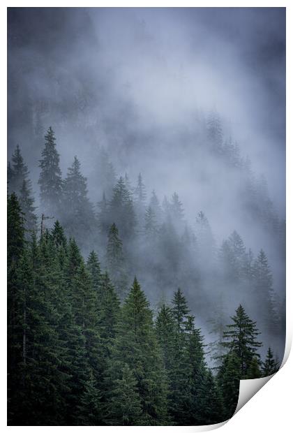 Mist in the fir tree forest of the Austrian Alps - great mountain view Print by Erik Lattwein