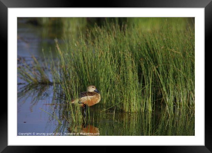 The Whistling Duck  Framed Mounted Print by anurag gupta