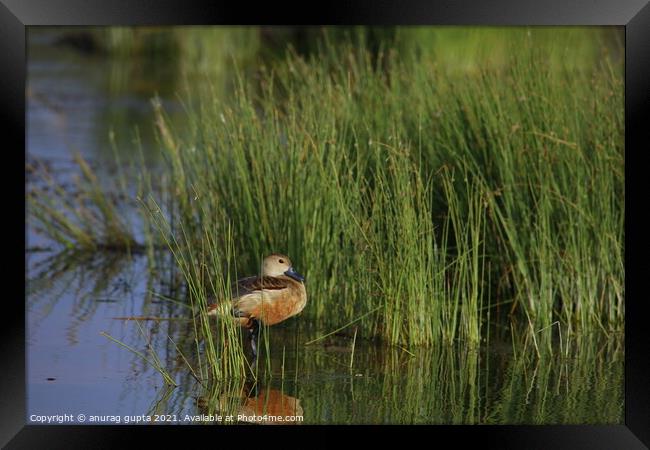 The Whistling Duck  Framed Print by anurag gupta