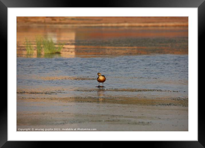 Whistling Duck Framed Mounted Print by anurag gupta