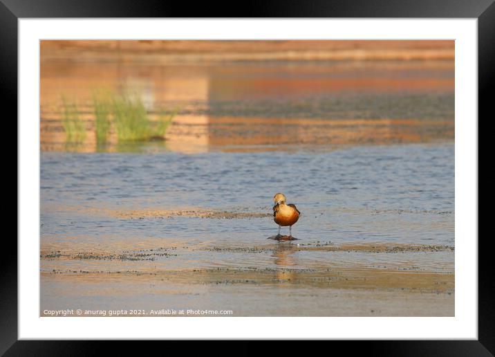 Whistling duck Framed Mounted Print by anurag gupta