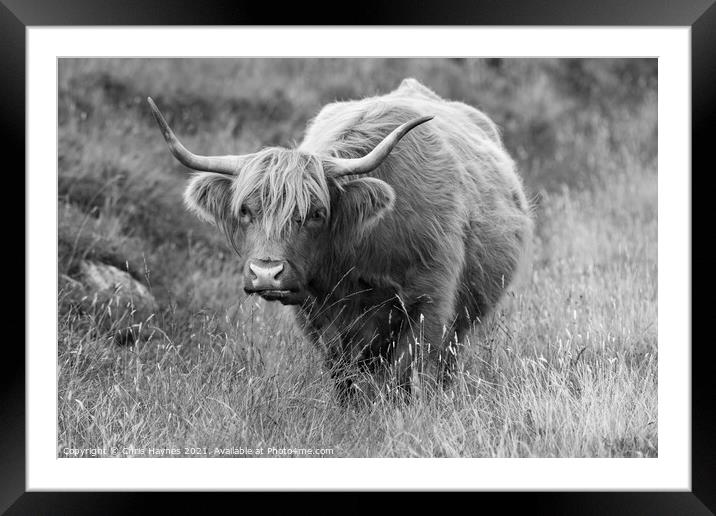 A Highland cow standing on top of a dry grass fiel Framed Mounted Print by Chris Haynes
