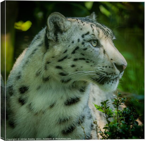 Portrait of a Snow Leopard Canvas Print by Adrian Rowley