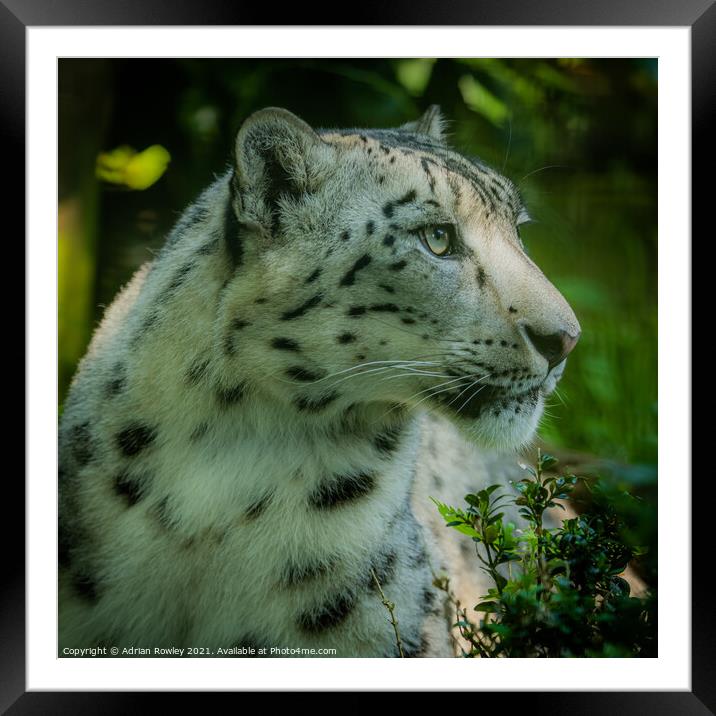 Portrait of a Snow Leopard Framed Mounted Print by Adrian Rowley