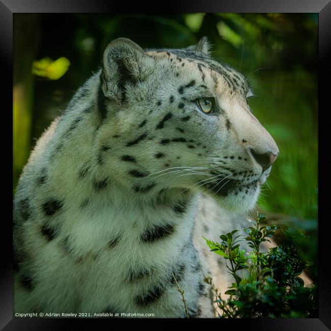 Portrait of a Snow Leopard Framed Print by Adrian Rowley