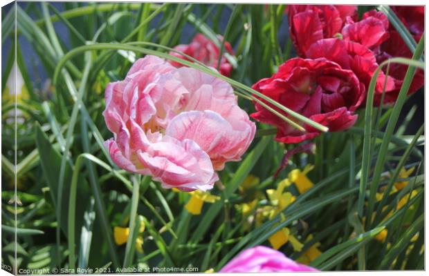 Tulips in spring Canvas Print by Sara Royle