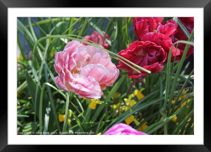 Tulips in spring Framed Mounted Print by Sara Royle