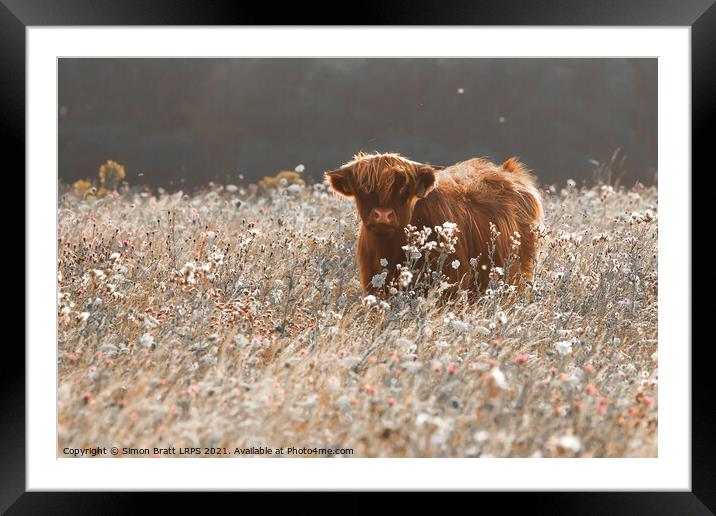 Pretty young highland cow in meadow Framed Mounted Print by Simon Bratt LRPS