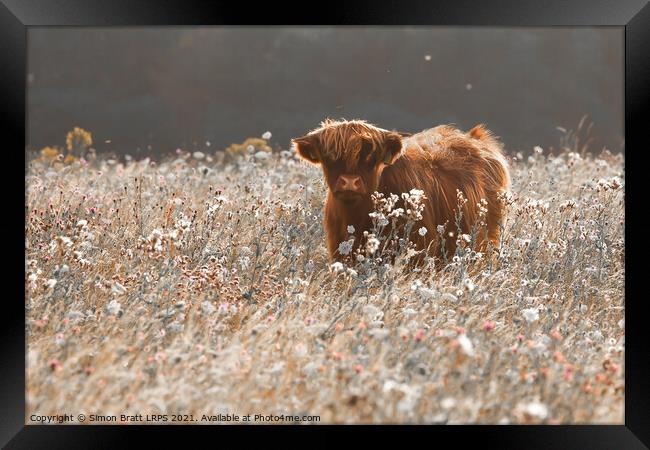 Pretty young highland cow in meadow Framed Print by Simon Bratt LRPS