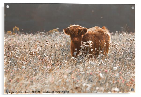 Pretty young highland cow in meadow Acrylic by Simon Bratt LRPS
