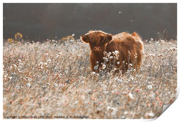 Pretty young highland cow in meadow Print by Simon Bratt LRPS