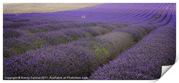 Lavender Girls Print by Danny Callcut