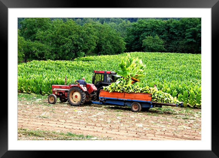 Tobacco Harvest in Dordogne Framed Mounted Print by Roger Mechan