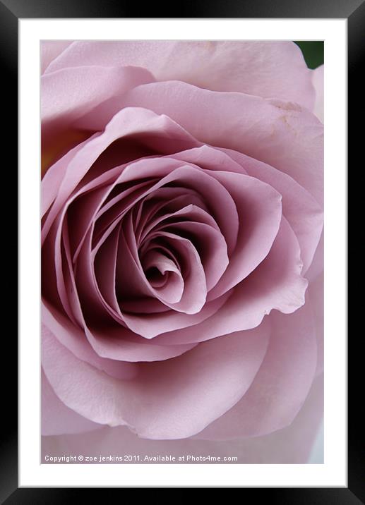 Cool Water Rose Framed Mounted Print by zoe jenkins