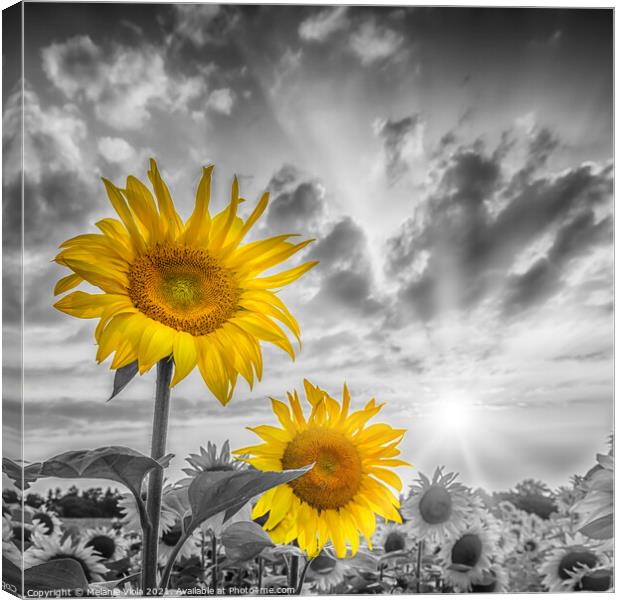 Focus on two sunflowers Canvas Print by Melanie Viola