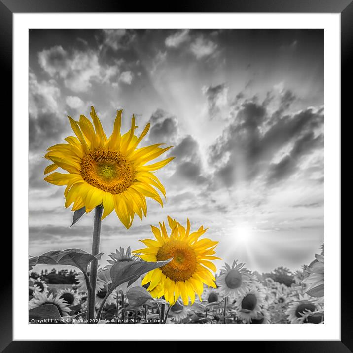 Focus on two sunflowers Framed Mounted Print by Melanie Viola
