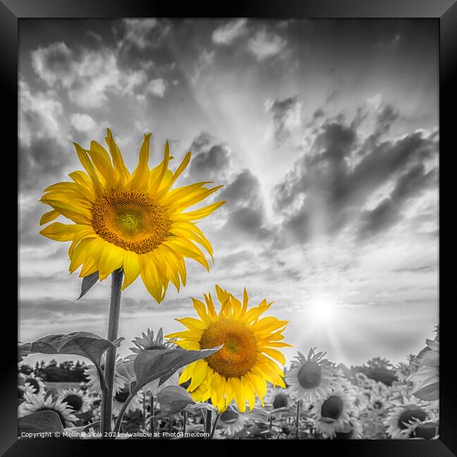 Focus on two sunflowers Framed Print by Melanie Viola