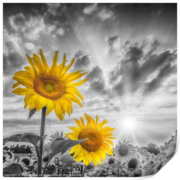 Focus on two sunflowers Print by Melanie Viola