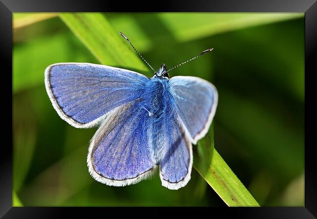 Elegant Blue Butterfly Framed Print by Roger Mechan